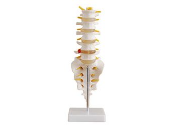 ZRJP-119腰椎带尾椎骨模型